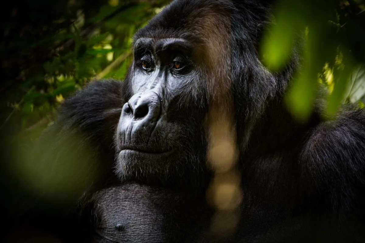 Gorilla Habituation Experience, trekking process in Uganda Bwindi Impenetrable National Park