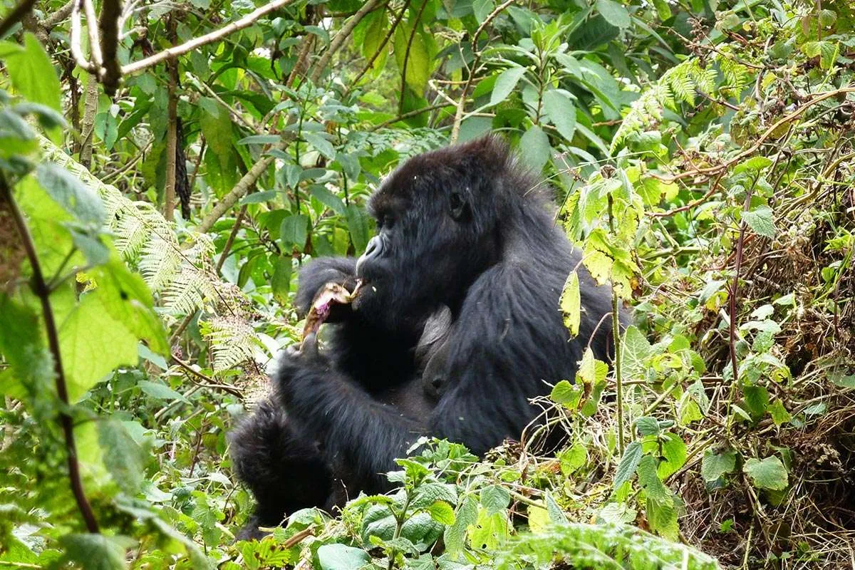 Rwanda Gorilla Safari