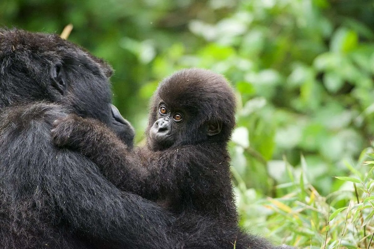 The Gorilla Habituation Experience