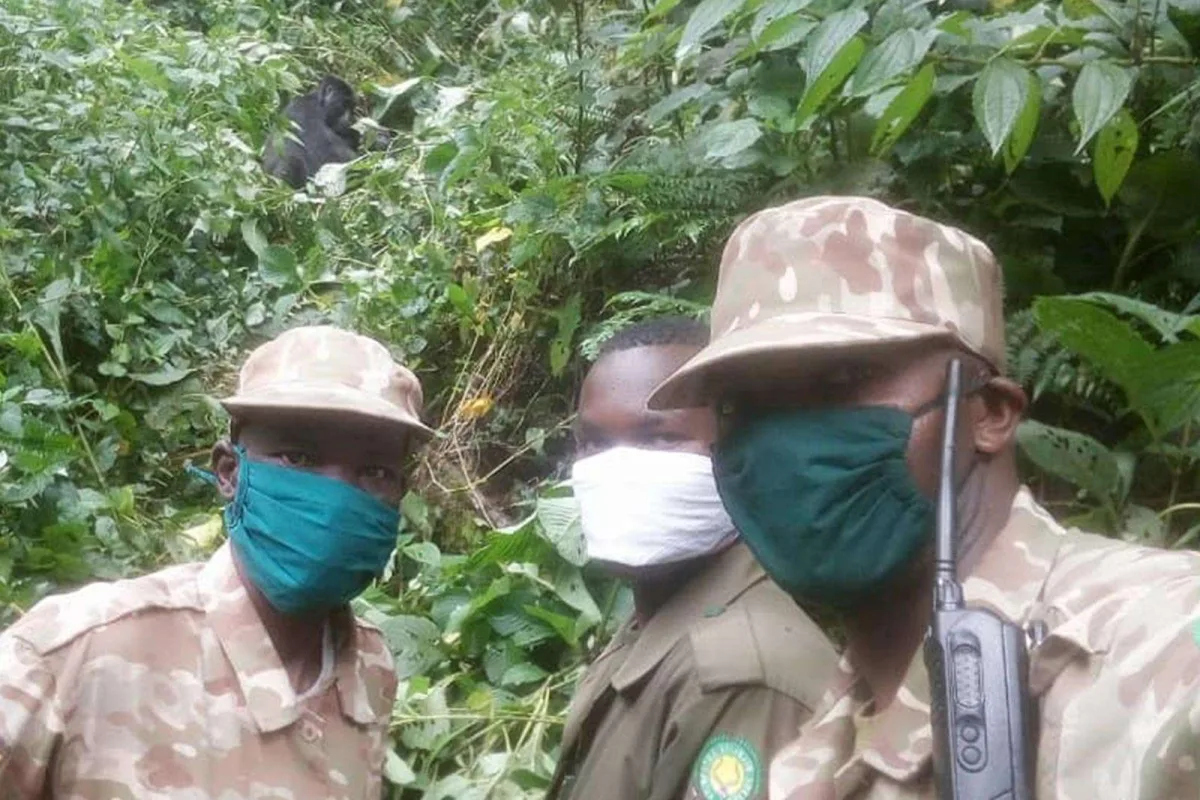 Protecting gorillas and chimpanzees from COVID-19 in Uganda