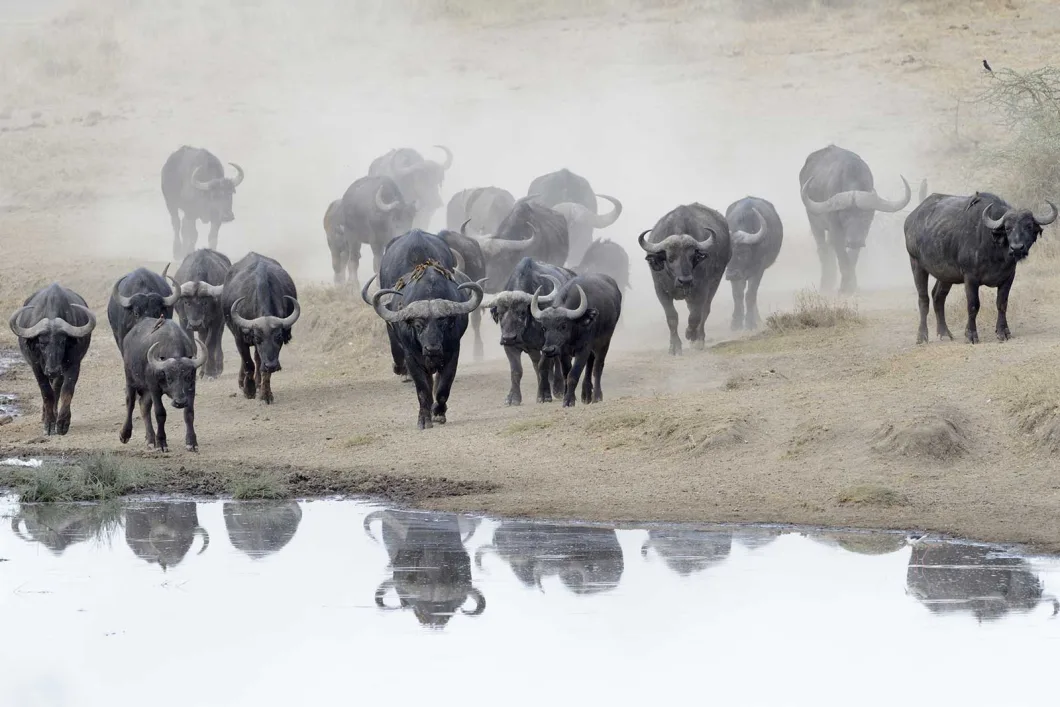 All-inclusive Uganda Gorillas & Wildlife Safari on Kazinga channel