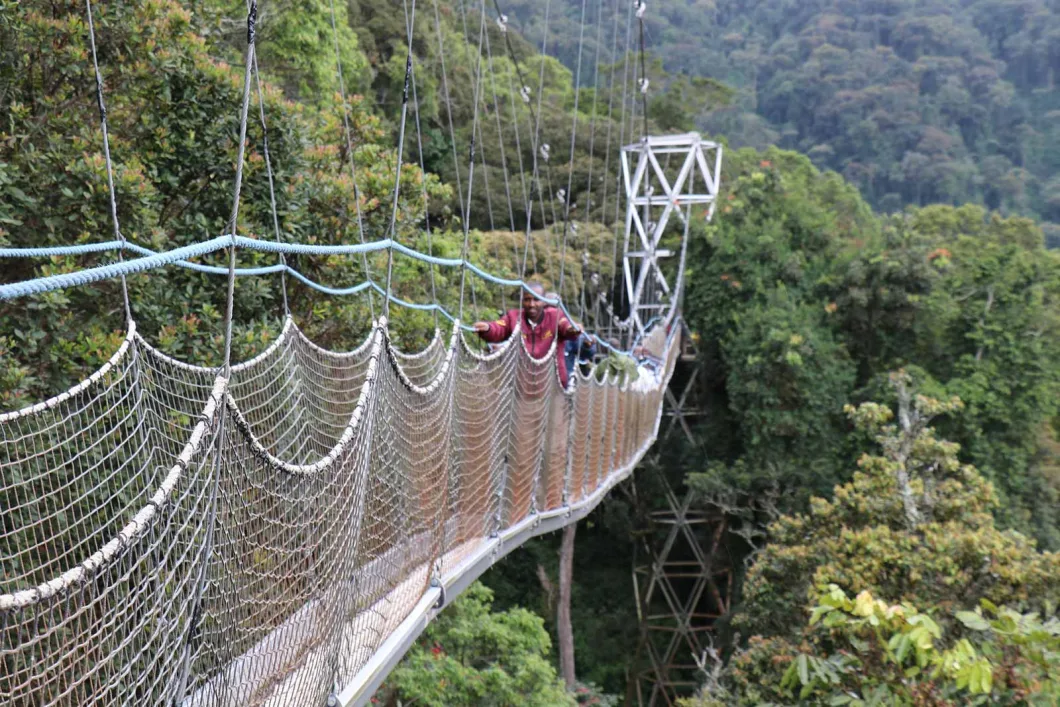 Nyungwe Forest Chimpanzee Safari