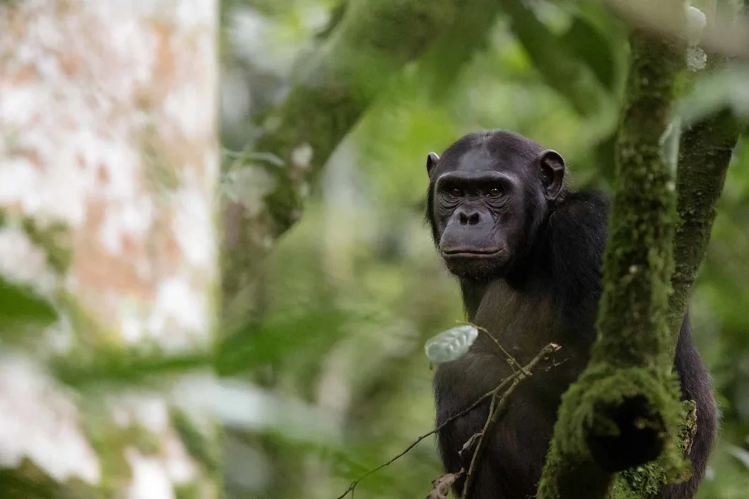 Nyungwe Forest Chimpanzee Trekking Adventure