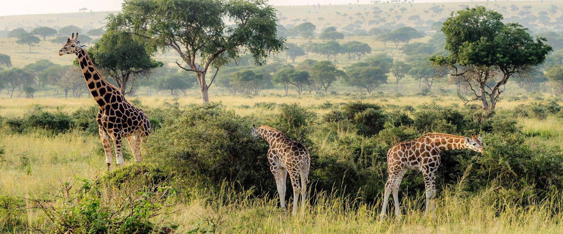 Murchison is one of the few places in Uganda to see the endangered Rothschild's Giraffe.