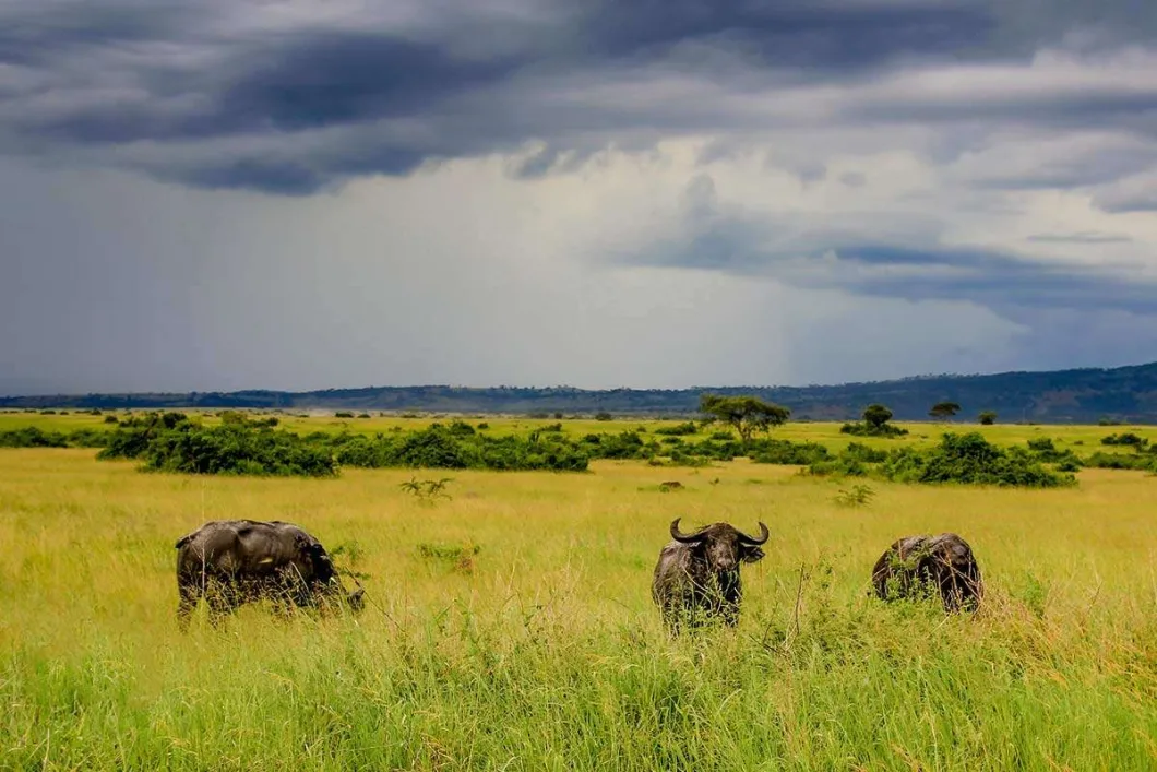 Wildlife in Queen Elizabeth National Park