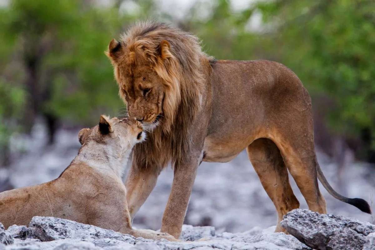 African Wild Valentine: Love and affection in the animal kingdom