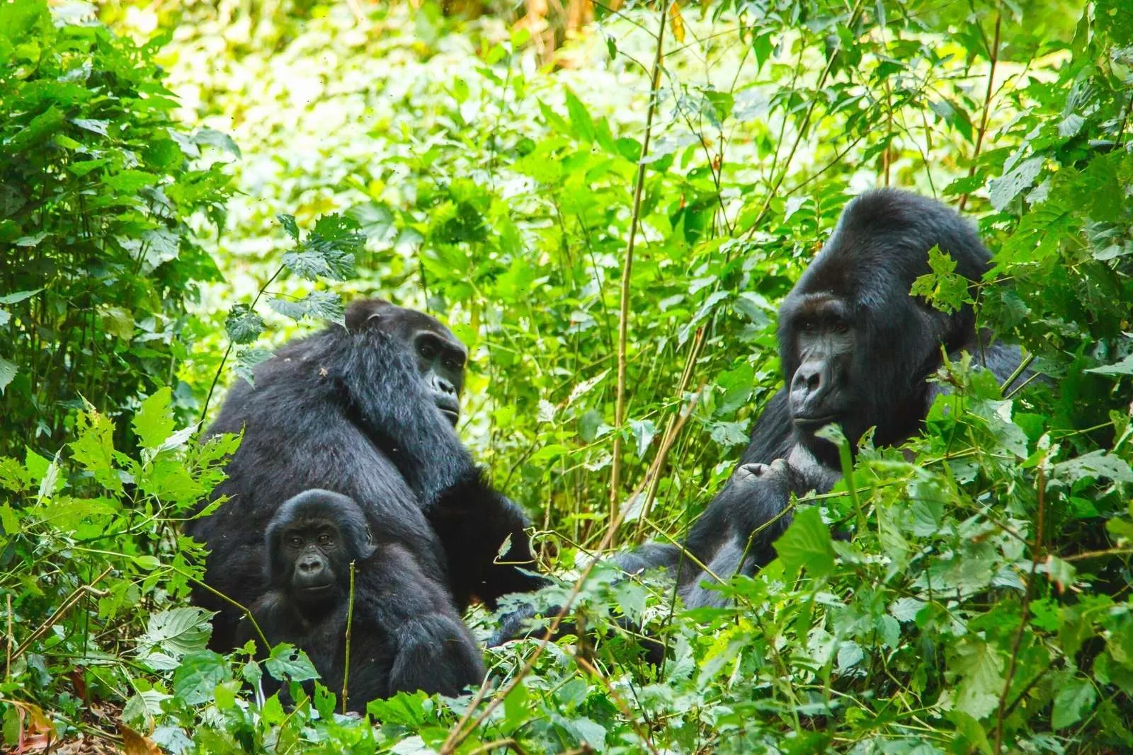 Gorillas in The Wild Adventure Safari