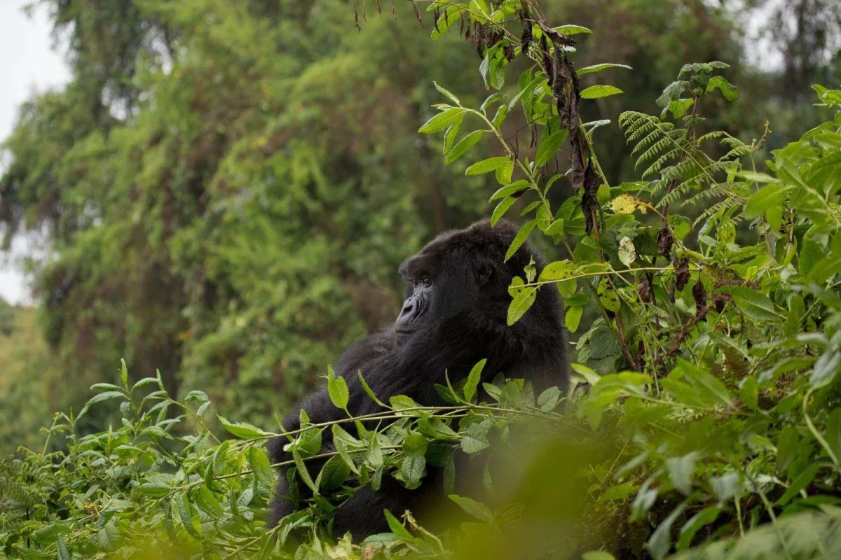 What you should expect on an all-inclusive uganda safari trip