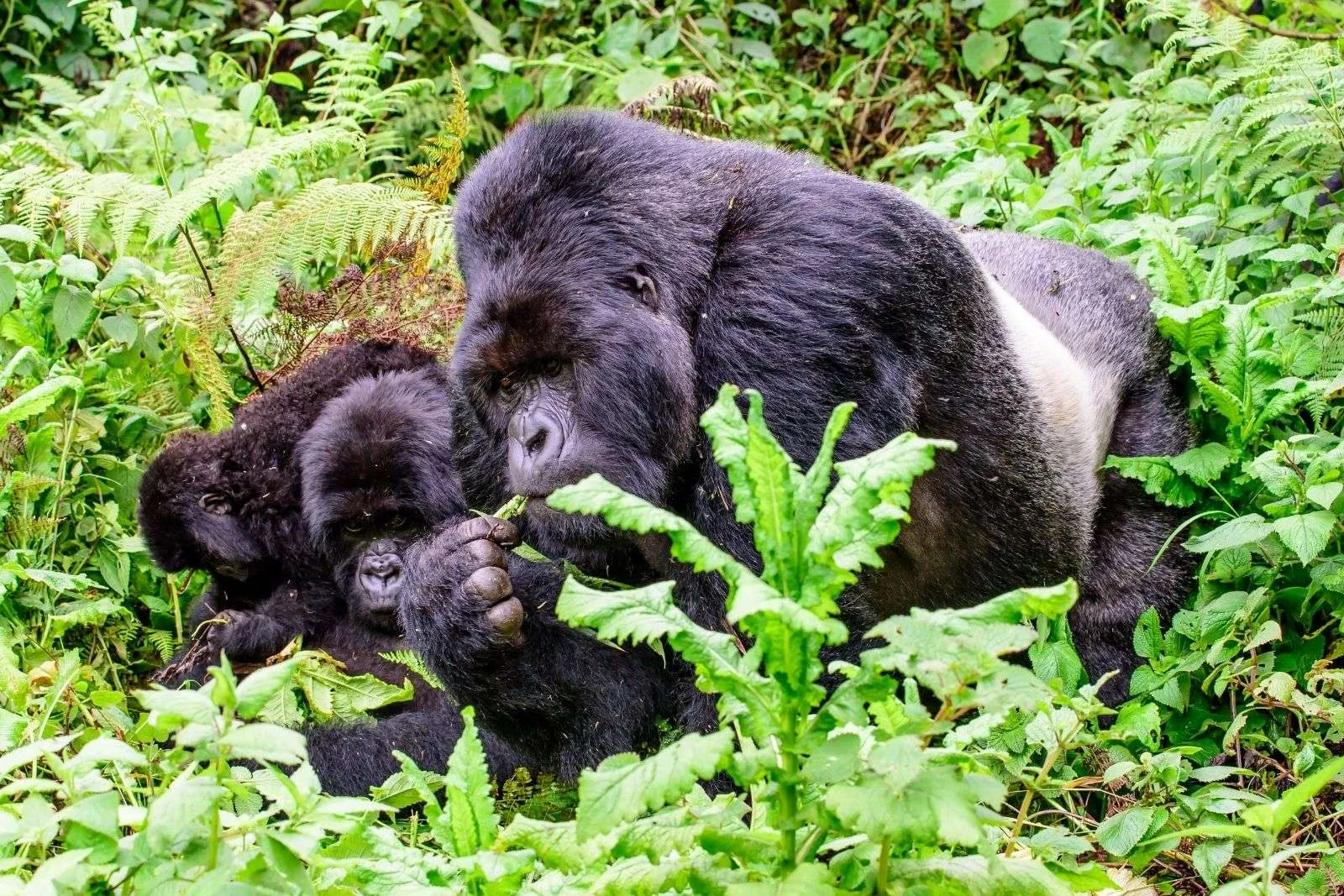 Uganda Gorilla & Wildlife Safari Expedition
