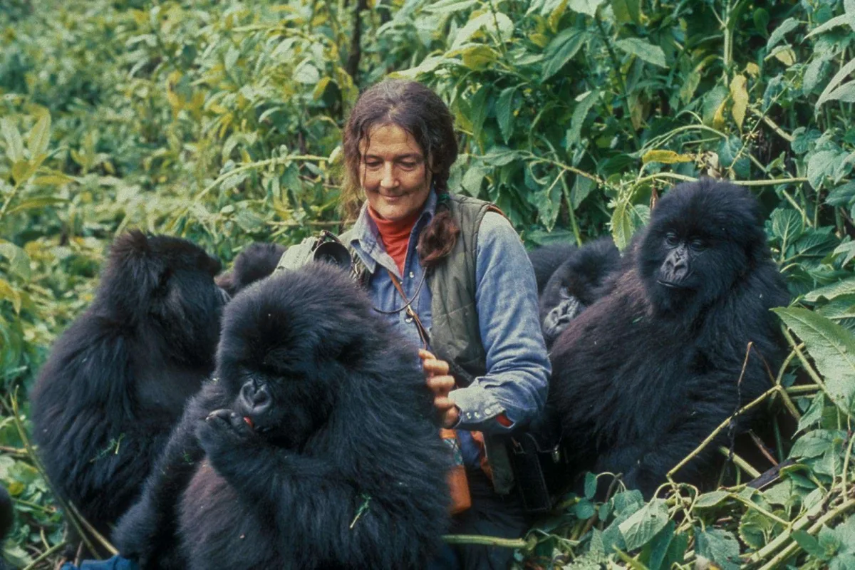 The history of Gorilla tourism and trekking gorillas in rwanda an uganda