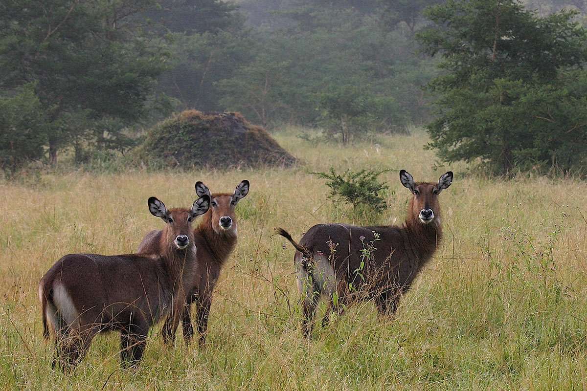 Safari in Lake Mburo National Park