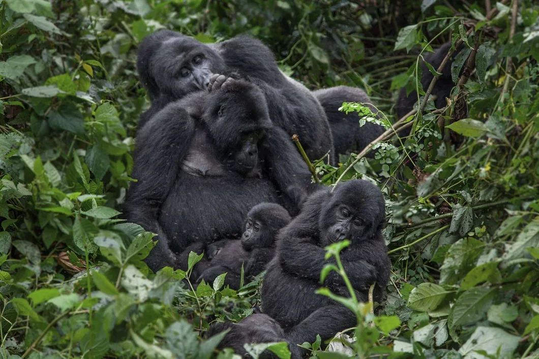Why Trekking Gorillas in Uganda Is A Bucke-list Summer Adventure