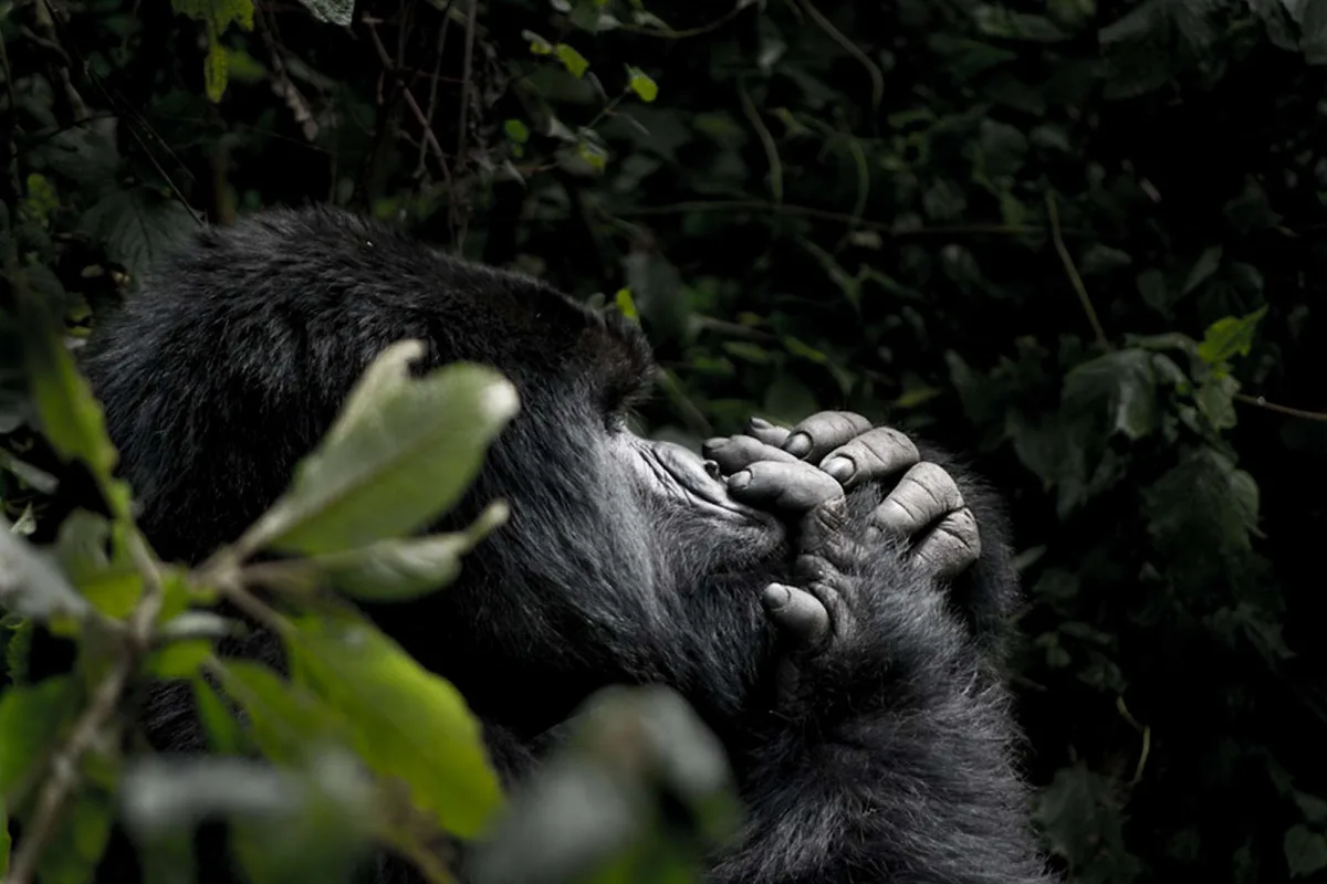 Gorilla watching in Uganda, a life changing experience in Africa