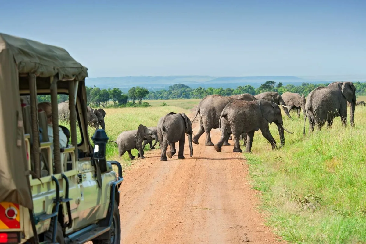 guided safari game drives in Uganda - Wildlife Viewing Guide