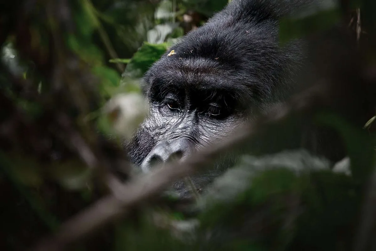 The Top 5 Countries That Offer The Best Encounters With Africa’s Wild Gorillas and the best places to see gorillas in Africa.