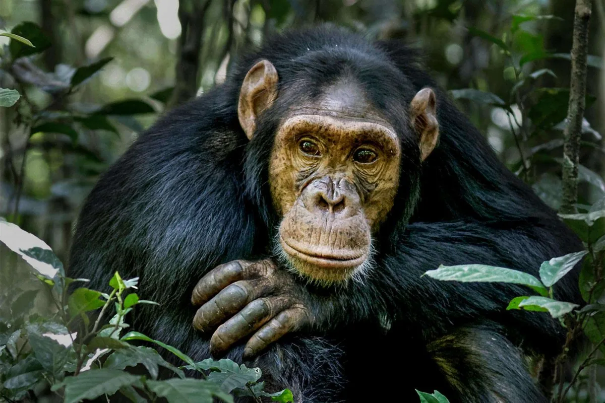 The Best Places To See Chimpanzees in The Wild - Chimpanzee Trekking Destinations
