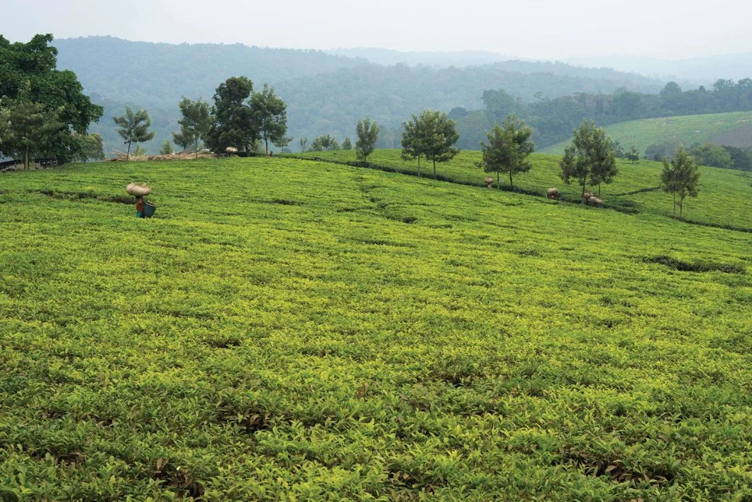 The Road to Kibale – A Scenic Route with a Side of Adventure