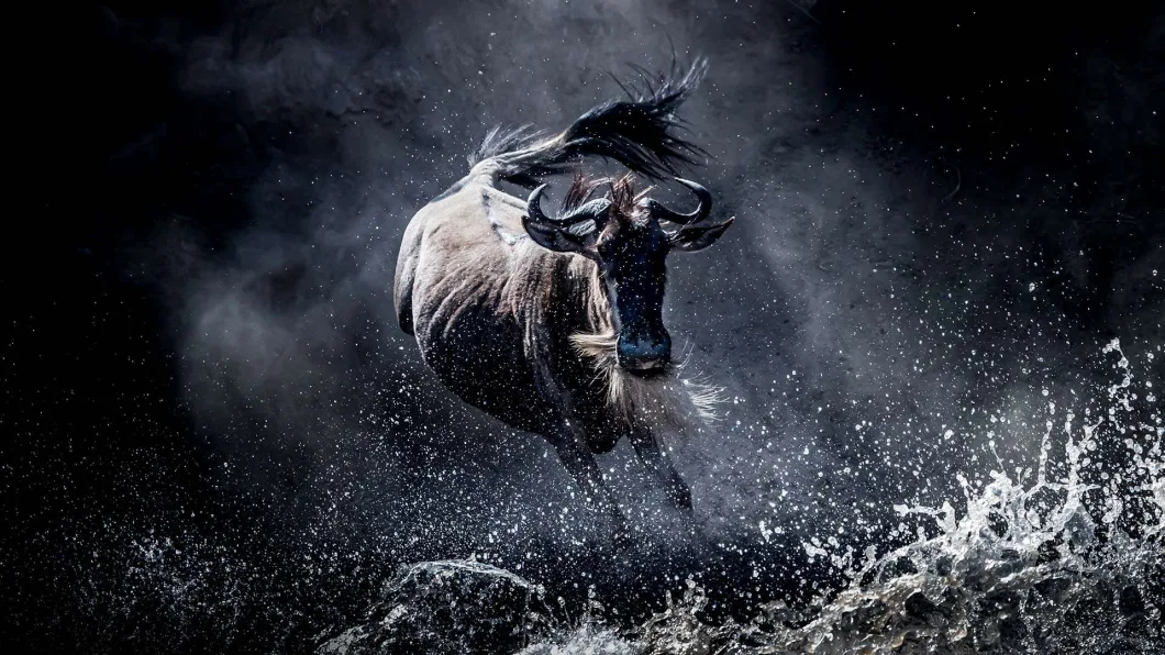 Wildebest Mara Crossing drama
