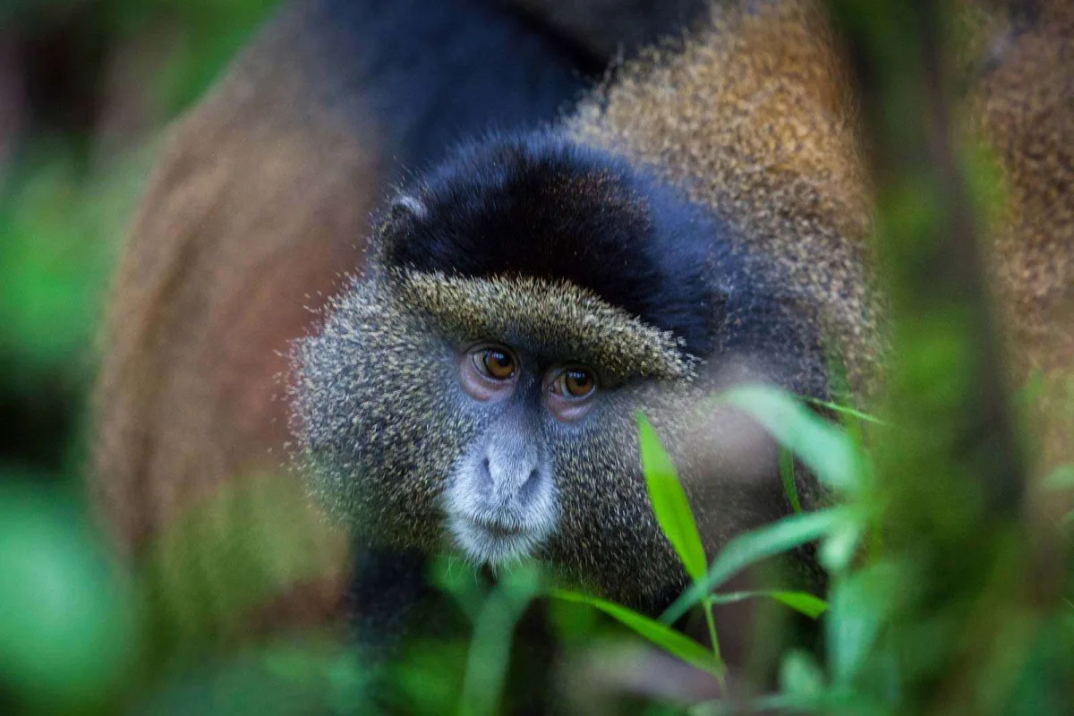 Trekking To See Golden Monkey in The Virunga Mountain in Uganda & Rwanda