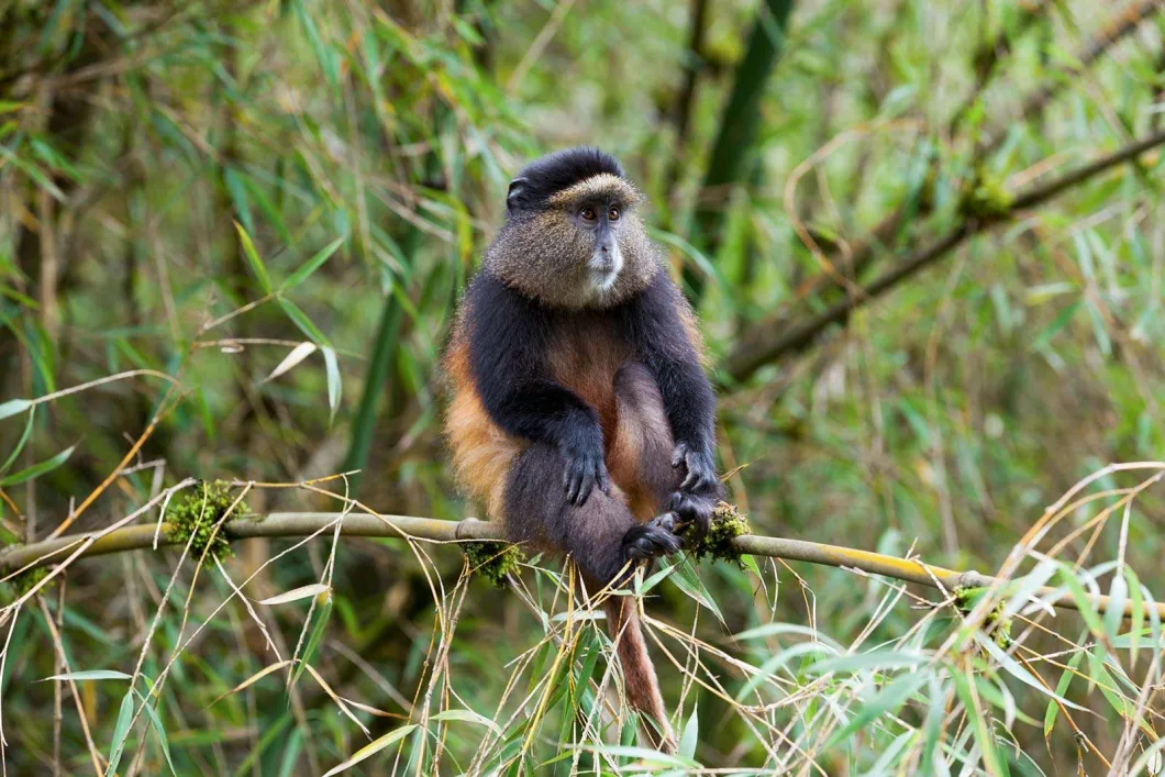 Golden Monkeys