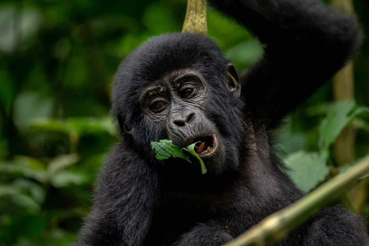 Gorilla trekking permit, everything you need to know to book the ticket to see gorillas in Uganda and Rwanda