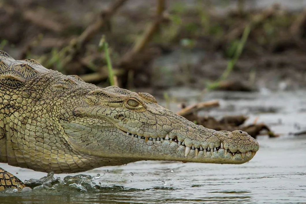 Nile crocodiles in Kazinga channel