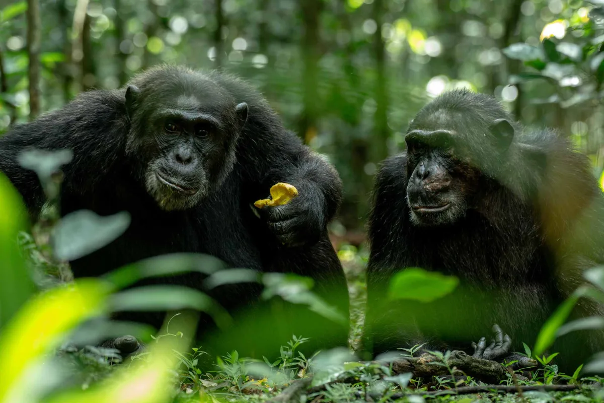 The Chimpanzee Habituation Experience in Kibale Forest: Discovering The Secret Lives of Uganda's Chimpanzees - CHEX