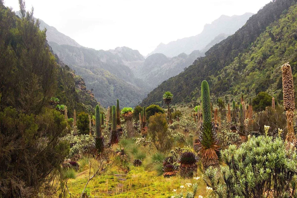 Climbing Rwenzori mountains national park in Uganda - hiking routes and trekking accommodation