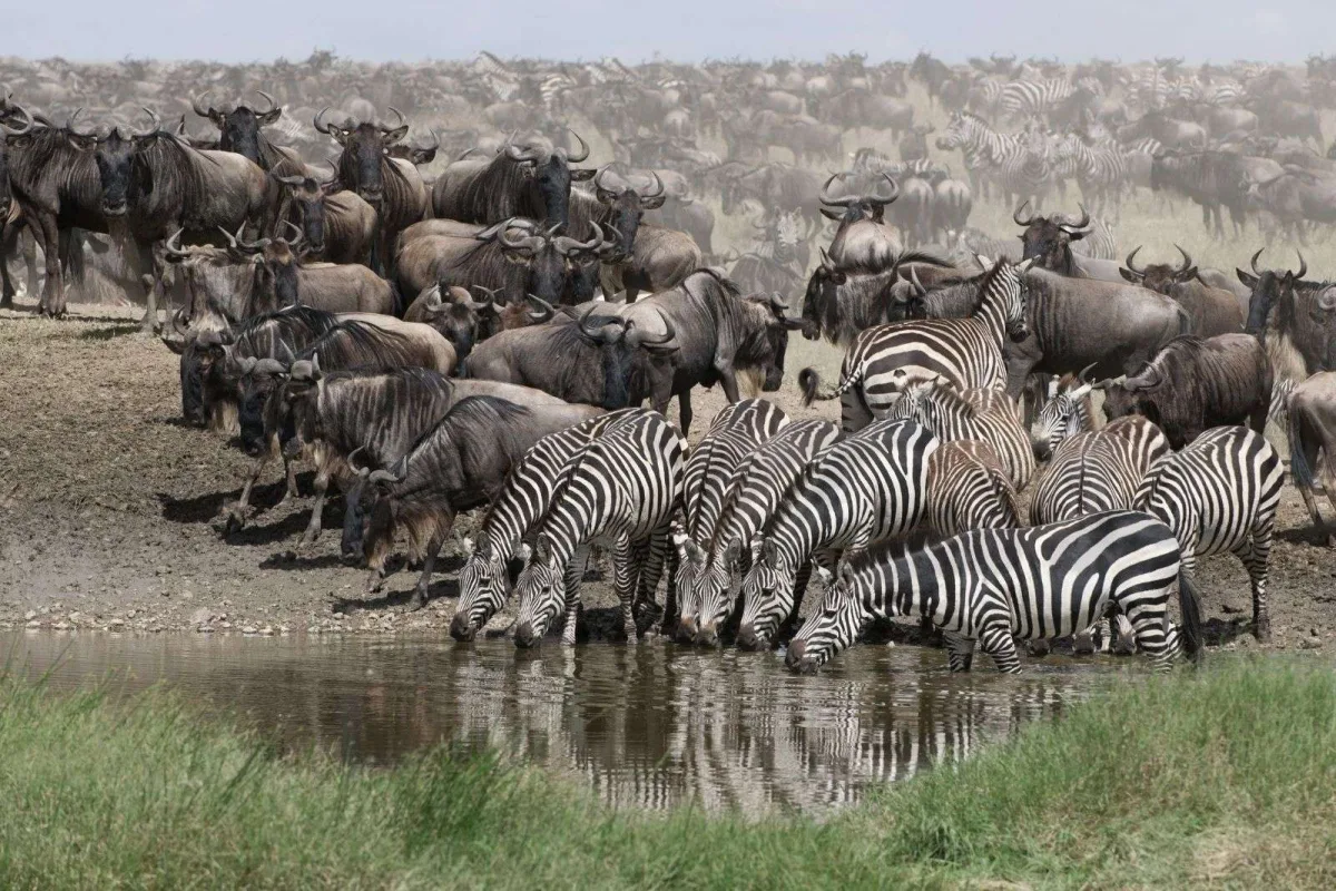 How much does an African safari cost?