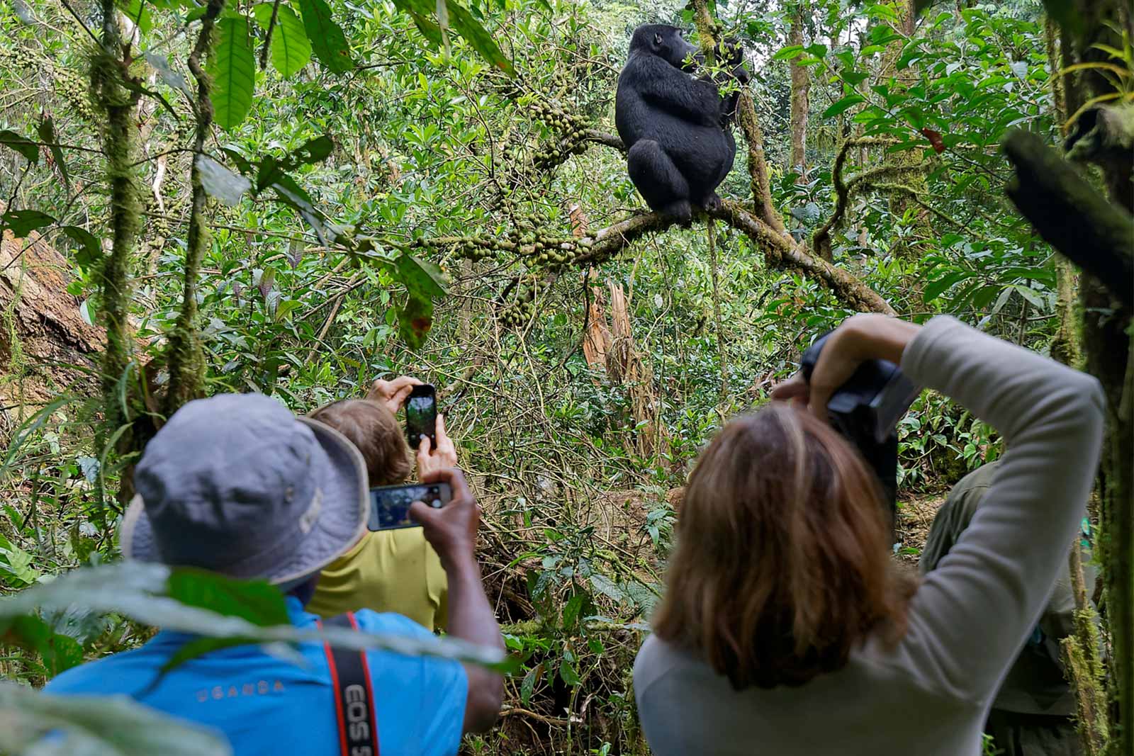 Watching Gorillas: Gorillas & Masai Mara; The Most Adventurous Experience in Africa, Uganda safari