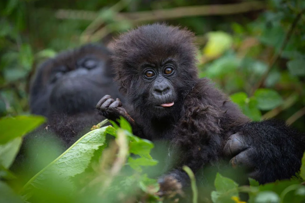 mountain gorilla baby - Rwanda Primates Safari
