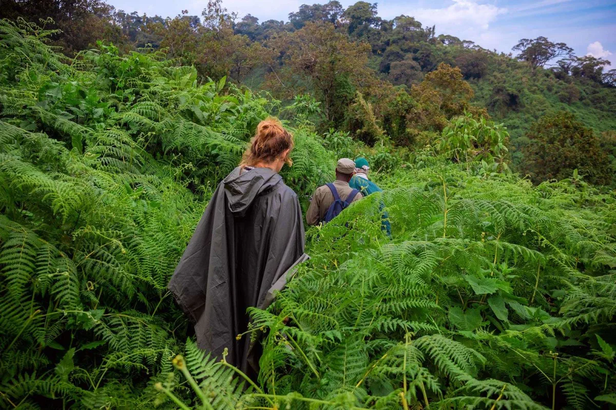Gorilla trekking safaris - How Difficult Is Gorilla Trekking In Rwanda?