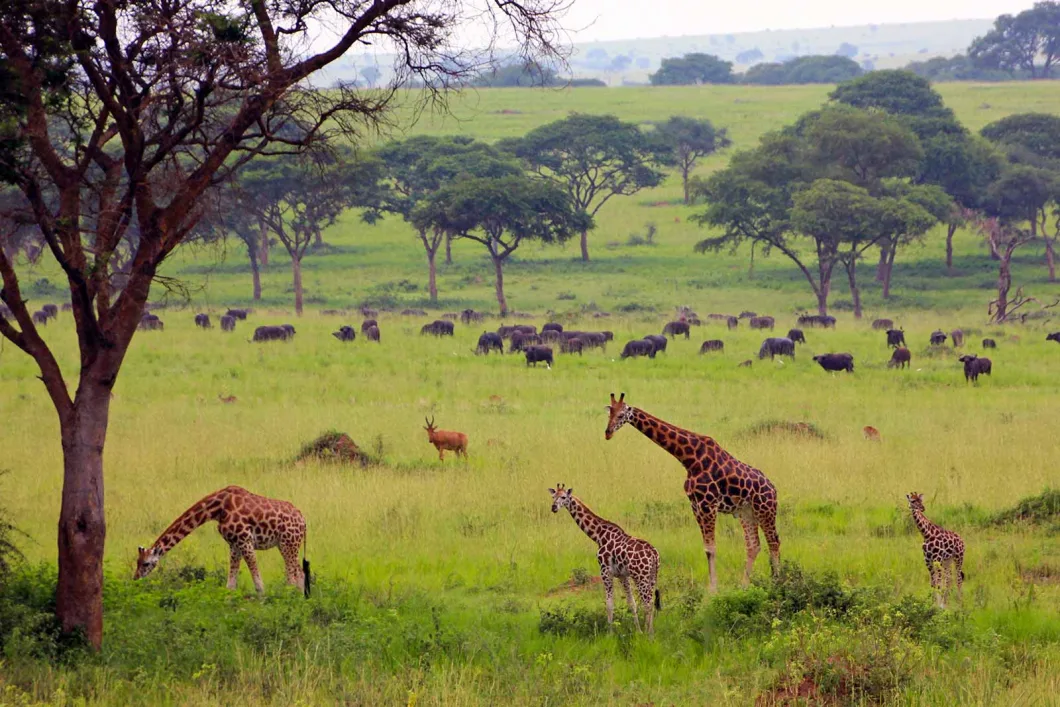 Big Game drive in Murchison Falls National Park