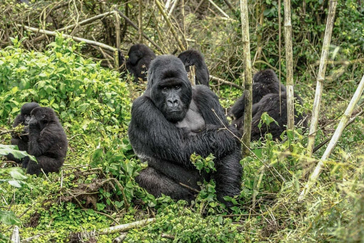 Bwindi and Masai Mara Safari Adventure - gorillas are primates