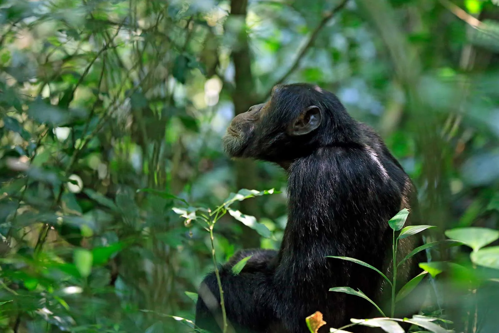 chimpanzee trekking in Kibale forest