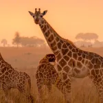 Explore Uganda the pearl of africa safari holiday package