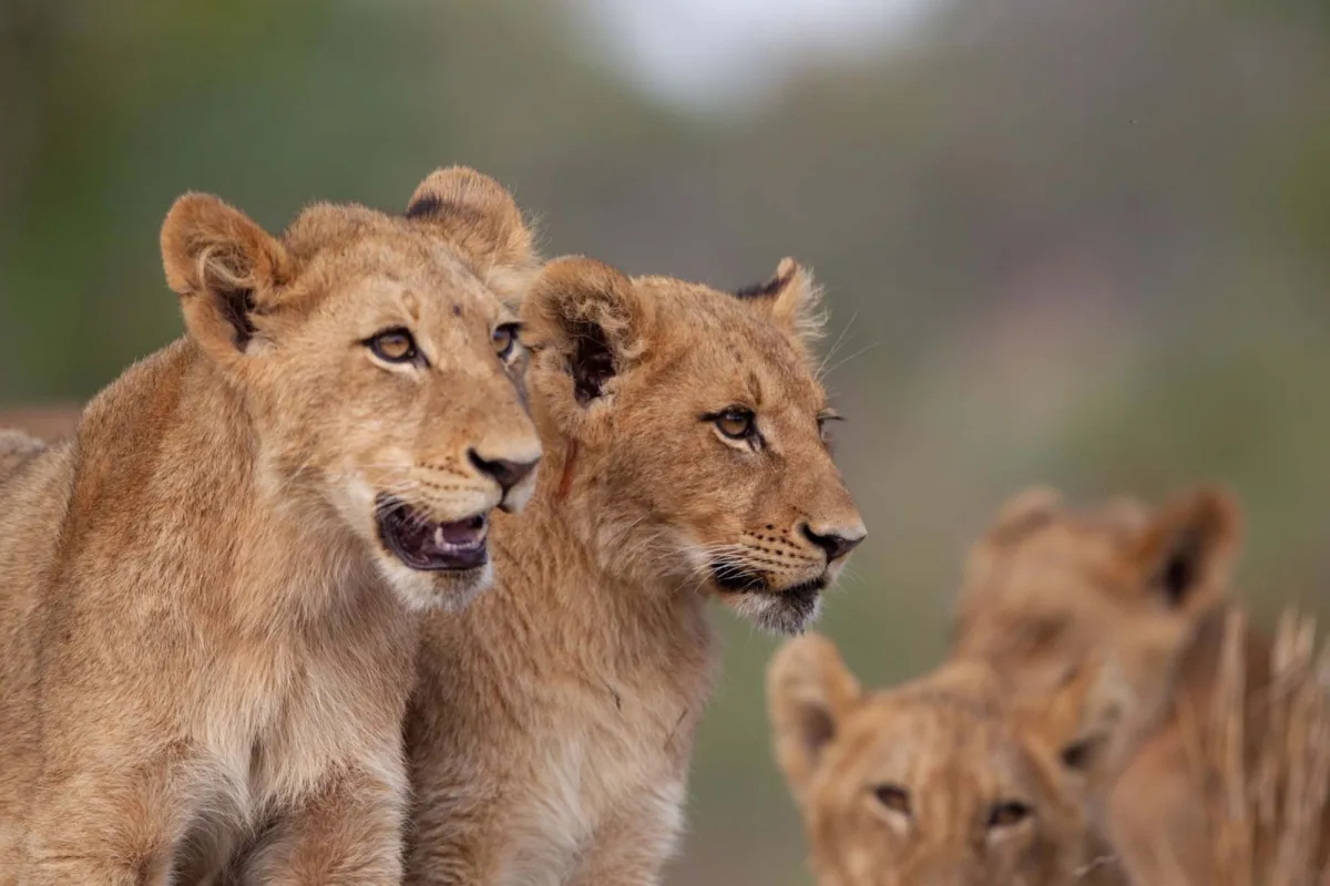 Bets Place To See Lions in Uganda