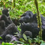 Nkuringo Gorilla Family - short gorilla safari in Uganda - gorilla trekking tours and adventures