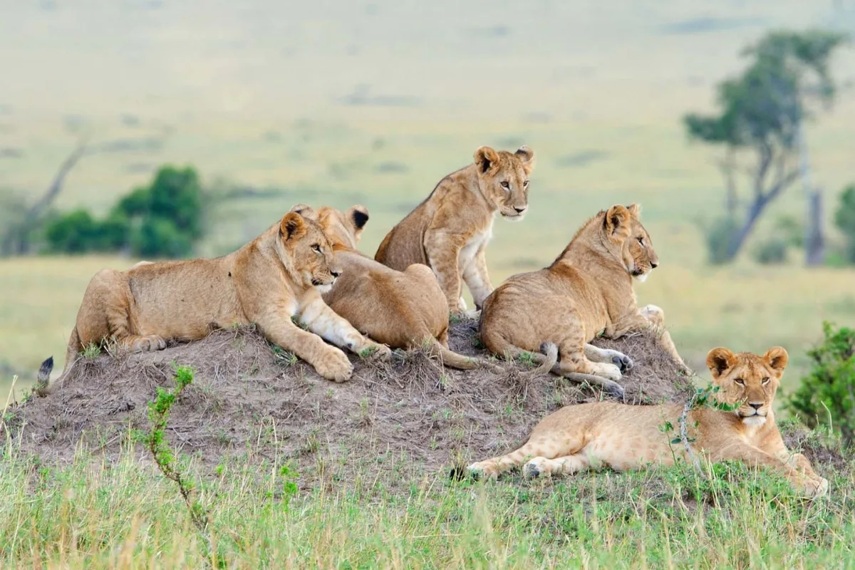 Best places in East Africa to watch lions in the wild