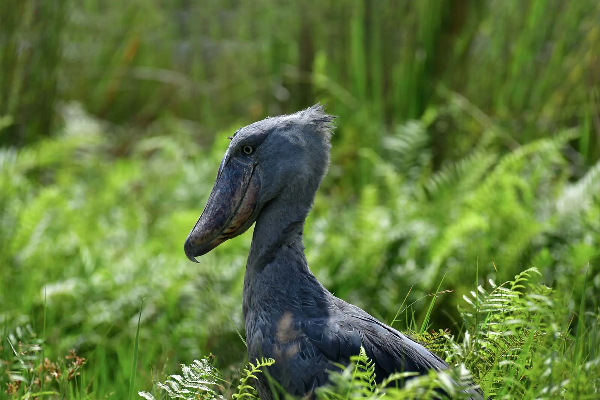 Shoebill Stork in Entebbe