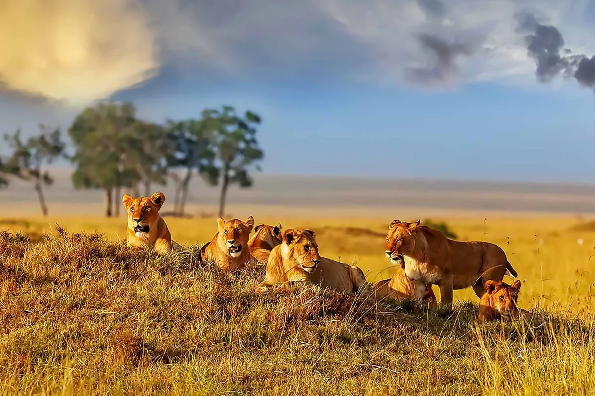 best of kenya wildlife safari holiday