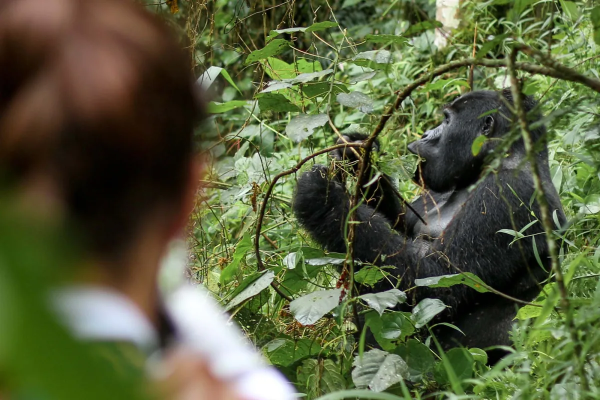 Meeting The Mythical Mountain Gorillas in Uganda's Impenetrable Forest