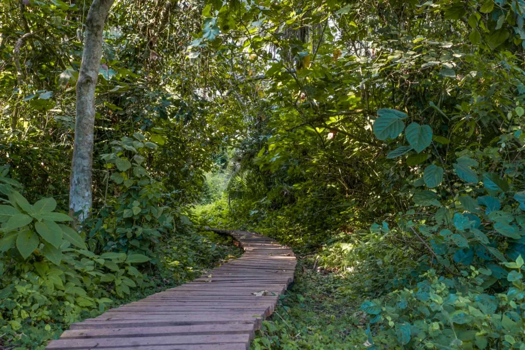 Bigodi Wetland – Where Nature and Culture Collide