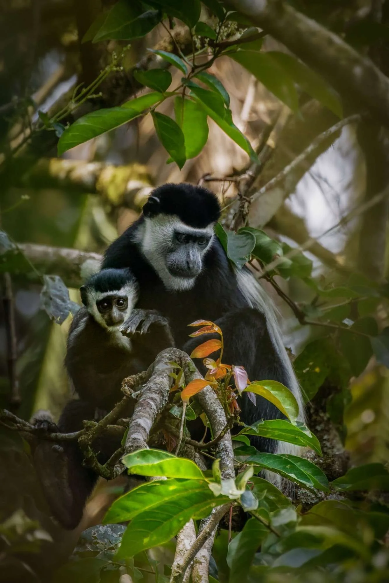 black and white colobus monkey in kibale forest national park - Other wildlife encounters