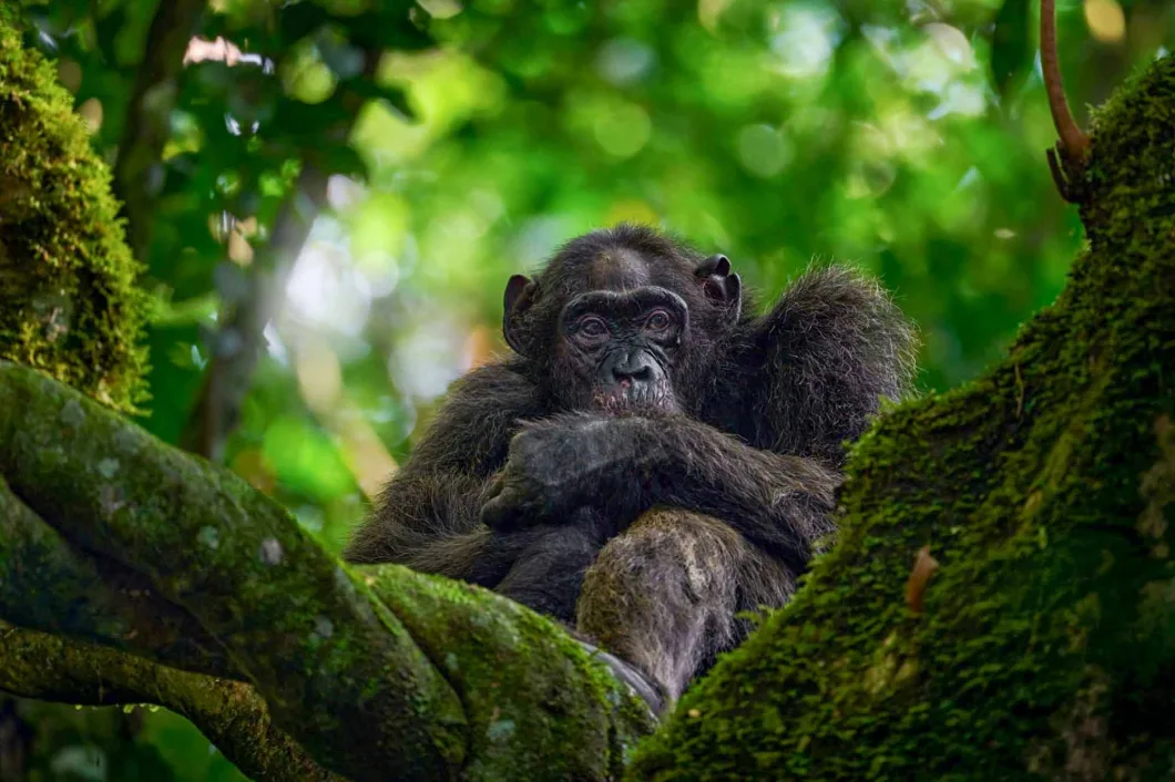 Chimpanzee trekking in Kibale National Park