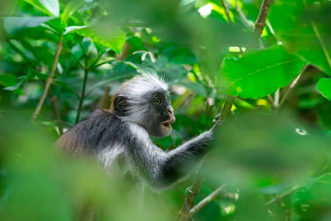 Kibale National Park Wildlife and Biodiversity