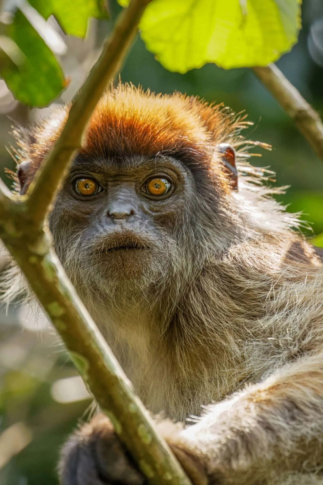 primates in kibale - red colobus monkey