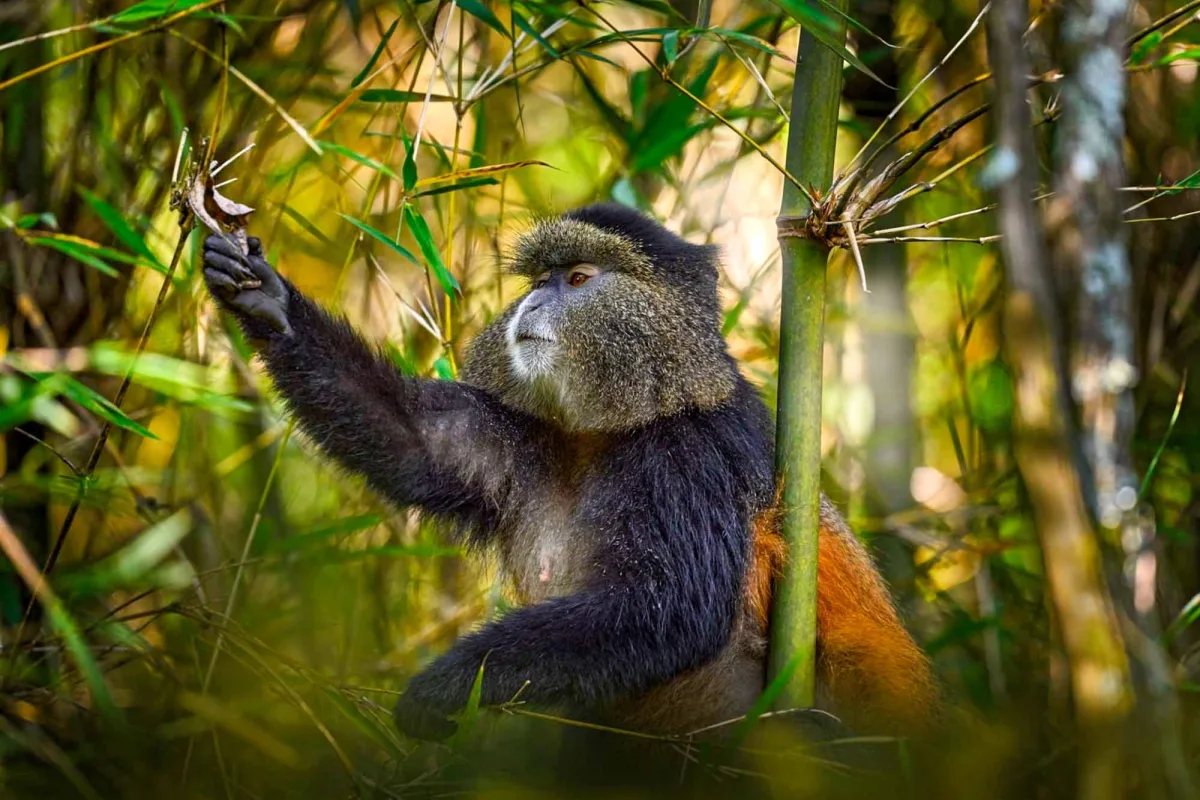 Golden Monkey - Wildlife and animals of Rwanda