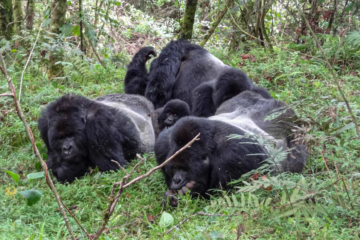 Nyakagezi Gorilla Group in Mgahinga National Park in southwestern Uganda - Uganda's Gorilla Kingdom: Exploring The Gorillas Groups in Bwindi Impenetrable Forest & Mgahinga Gorilla National Park