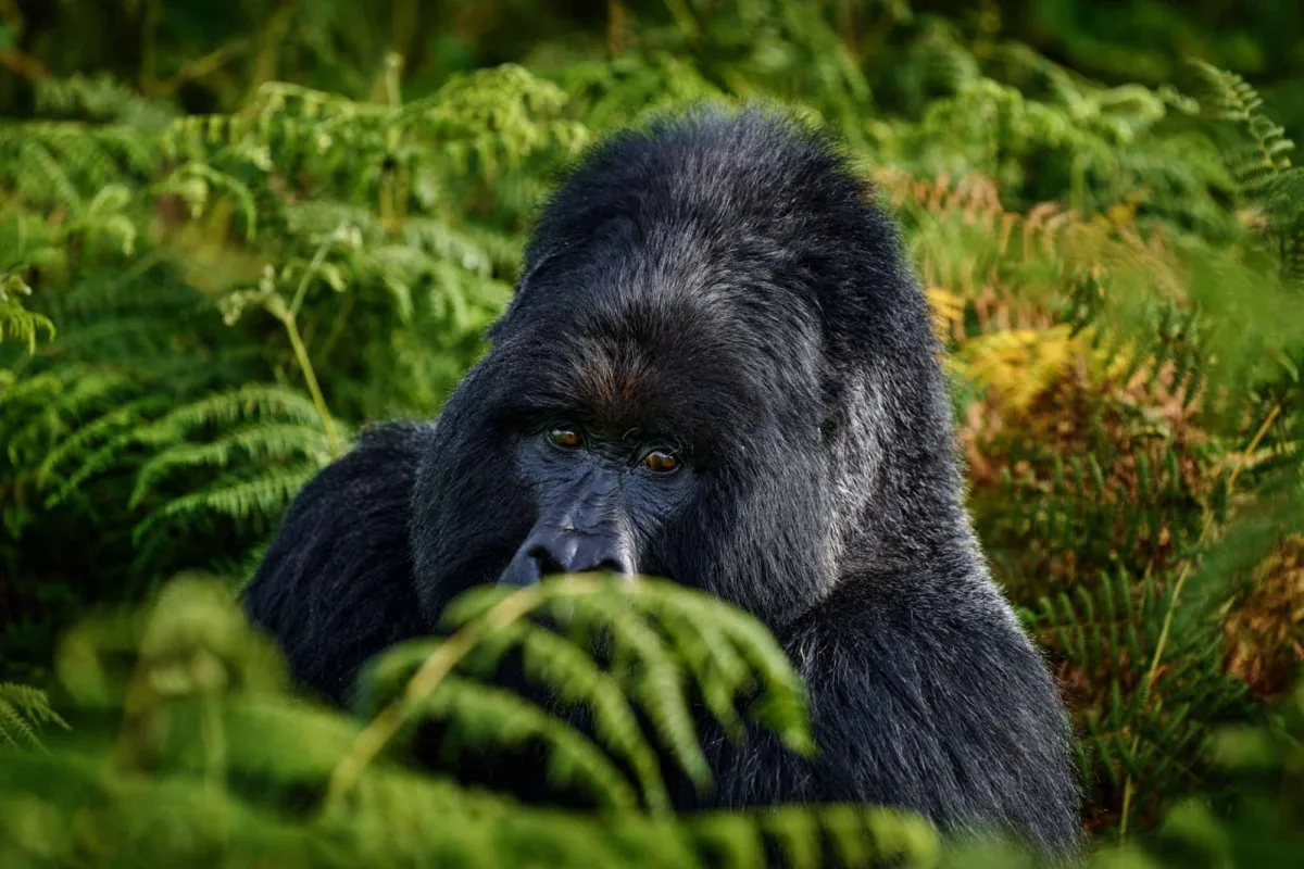 great apes of Africa expedition, tour to see African great ape and primates in Uganda and Rwanda